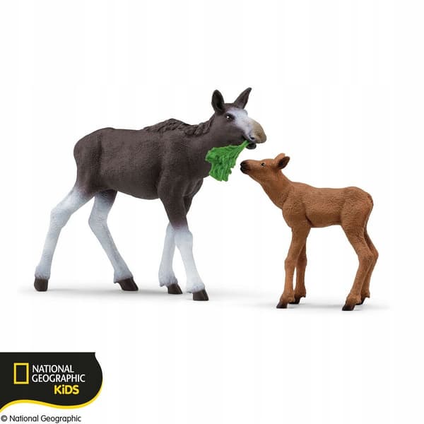 Moose with a calf 42603