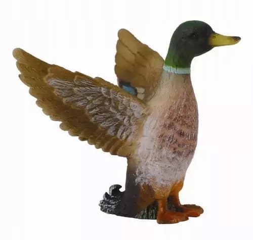 Male mallard, S.