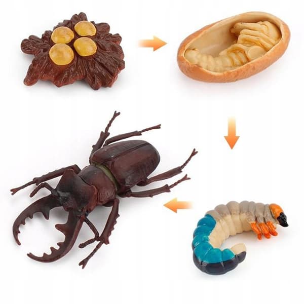 The Life Cycle Collection: Stag Beetle’s Back Teeth