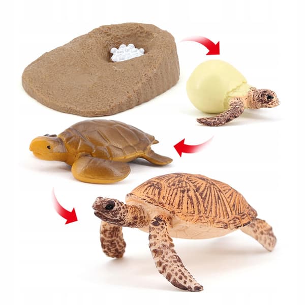 Growth Animal life cycle models Simulation Sea turtle model 2423