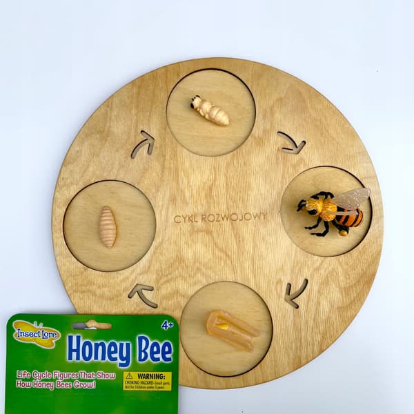 INSECT LORE educational bee life cycle figurine set for children