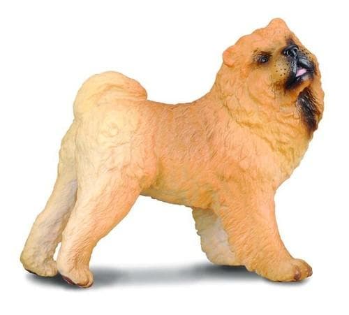 A Chow Chow dog