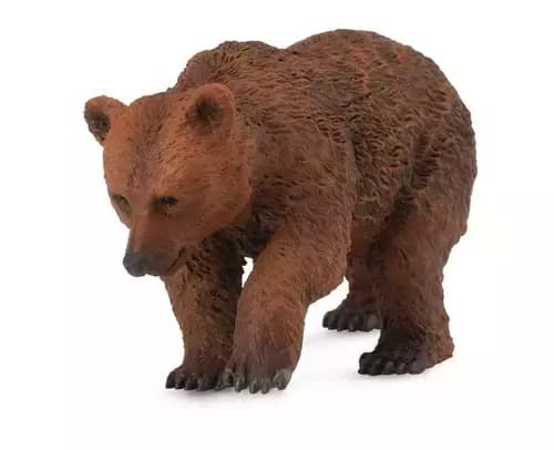 A young brown bear, S.