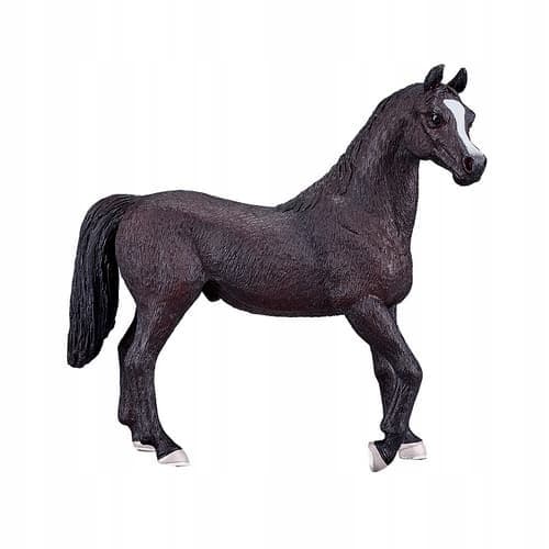 Mojo, a black Arabian stallion