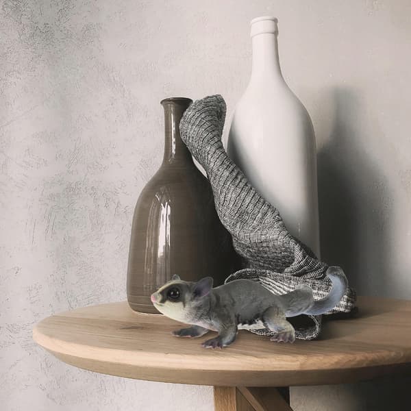 PLASTIC PETAURUS BREVICEPS ORNAMENT WITH A STRIKING DESIGN