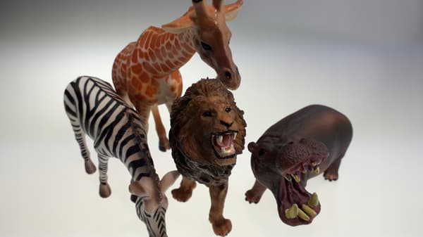 Animals: Lion, Giraffe, Zebra, Hippopotamus