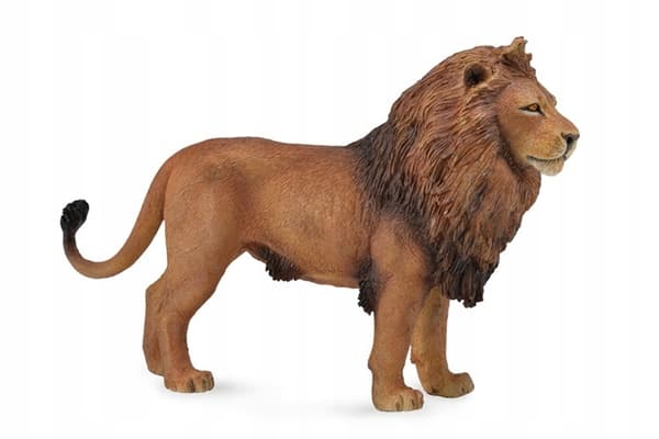 African lion L