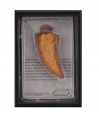TYRANNOSAURUS RED TOOTH