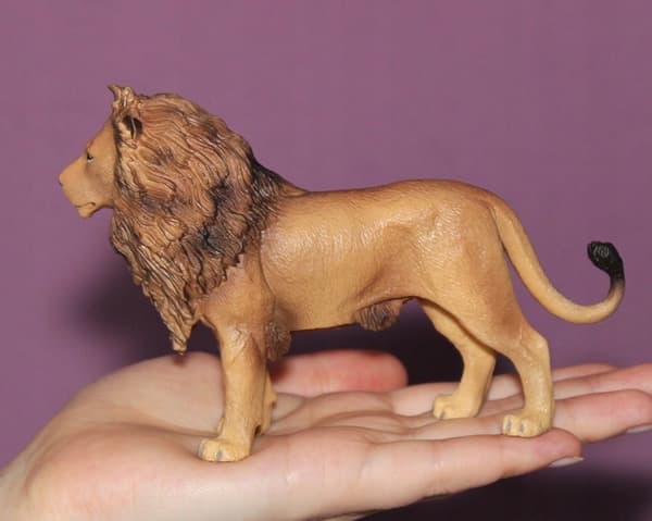 African lion L