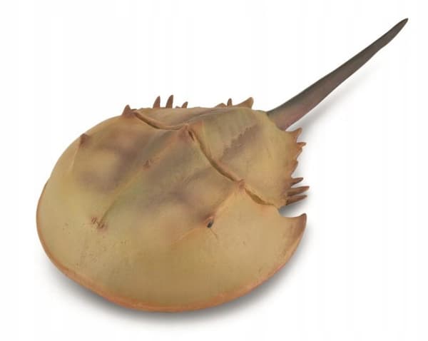 HORSESHOE CRAB (LIMULIDAE)