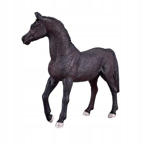 Mojo, a black Arabian stallion