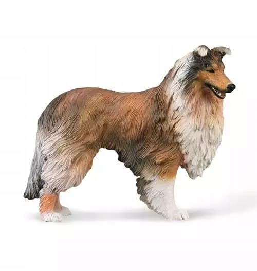 Long-haired Scottish Shepherd.