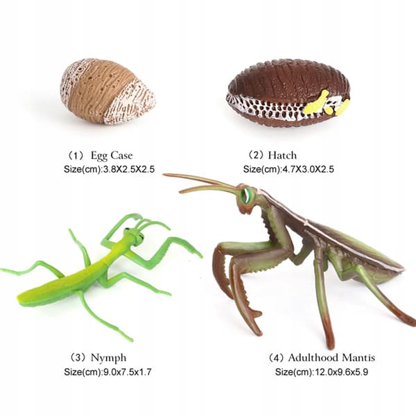 Animals Simulation Life cycle Life Action figures Figure
