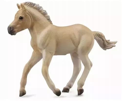 A brown Fjord foal.