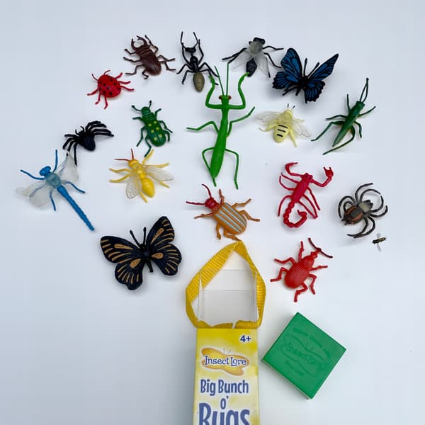 A large collection of insects