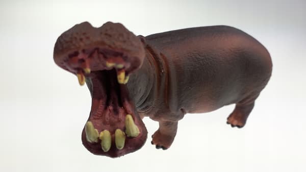 Animals: Lion, Giraffe, Zebra, Hippopotamus