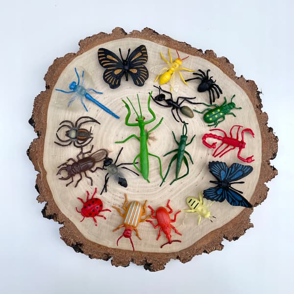 A large collection of insects
