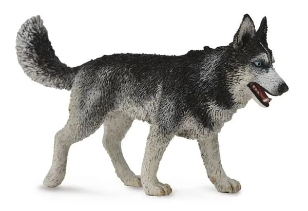 A Siberian Husky