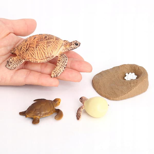 Growth Animal life cycle models Simulation Sea turtle model 2423