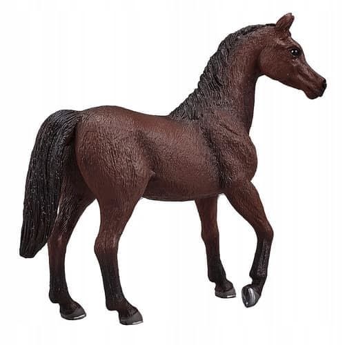 Mojo, a chestnut Arabian stallion