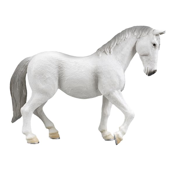 Mojo, a Lipizzaner mare