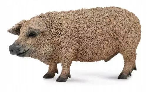 Hungarian pig M.