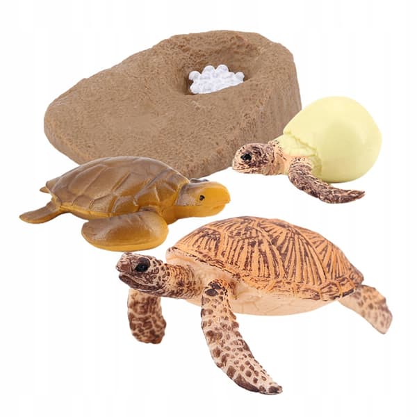 Growth Animal life cycle models Simulation Sea turtle model 2423