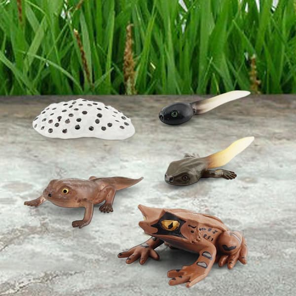 Montessori Frogs: Life Cycle Model – Animals, Style D