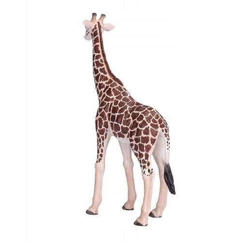 Mojo the male giraffe