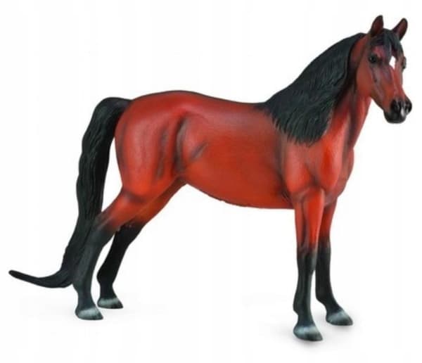 Morgan Bay horse