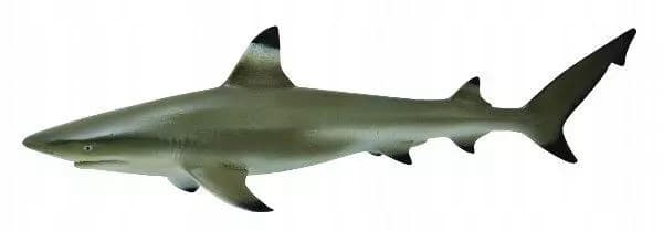 Blackfin reef shark M.