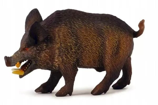 Wild boar M.