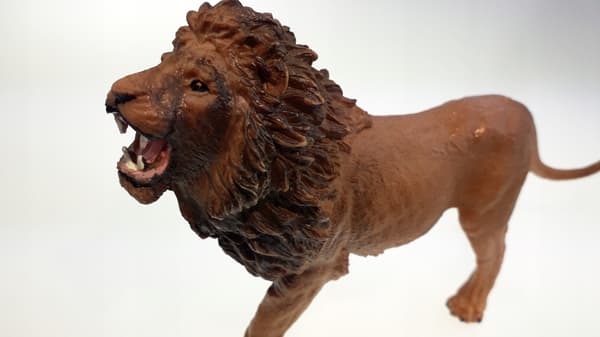 Animals: Lion, Giraffe, Zebra, Hippopotamus