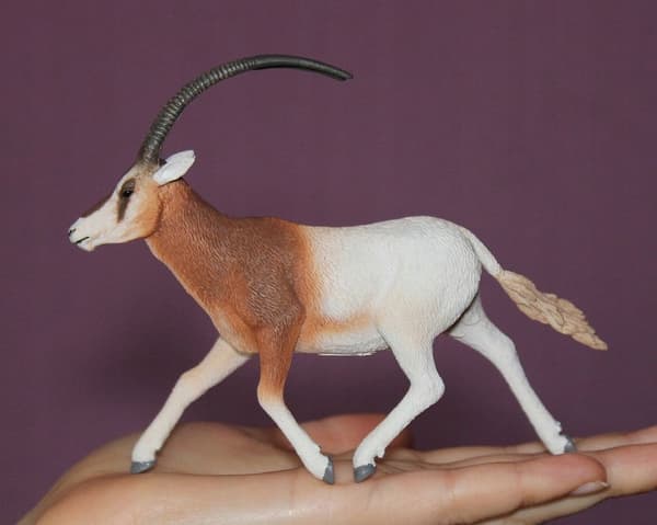Oryx gazelle (L)