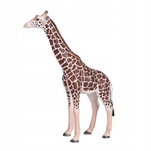 Mojo the male giraffe