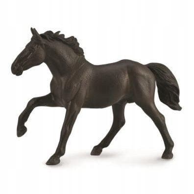 STALLION NONIUS, COLLECTA