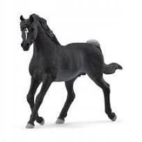 PURE-BLOOD ARABIAN STALLION