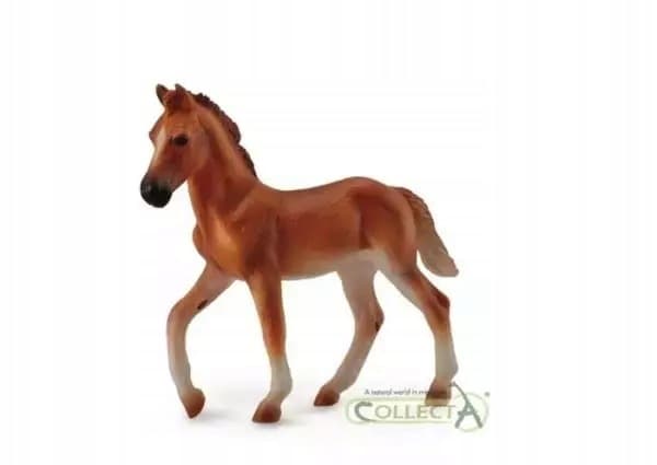 A Peruvian Paso foal, chestnut in colour, size M.