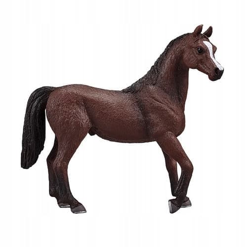 Mojo, a chestnut Arabian stallion