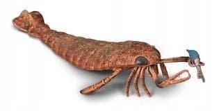 COLLECTA JAEKELOPTERUS, COLLECTA
