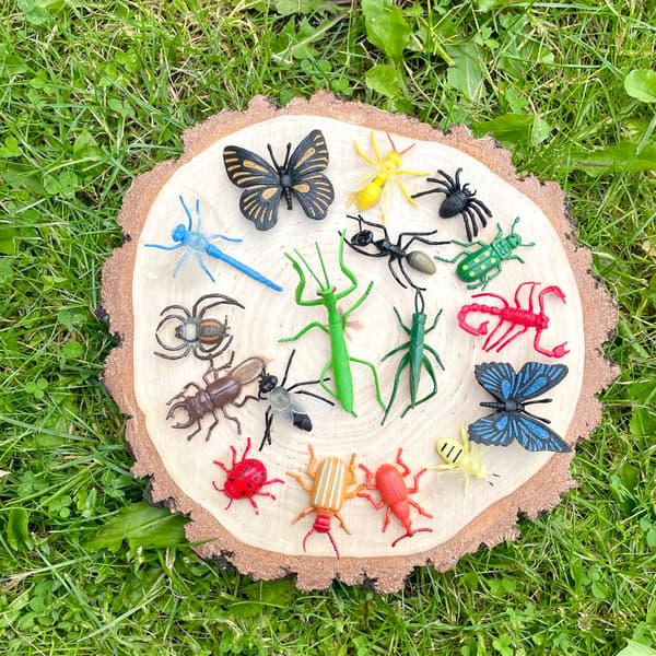 A large collection of insects