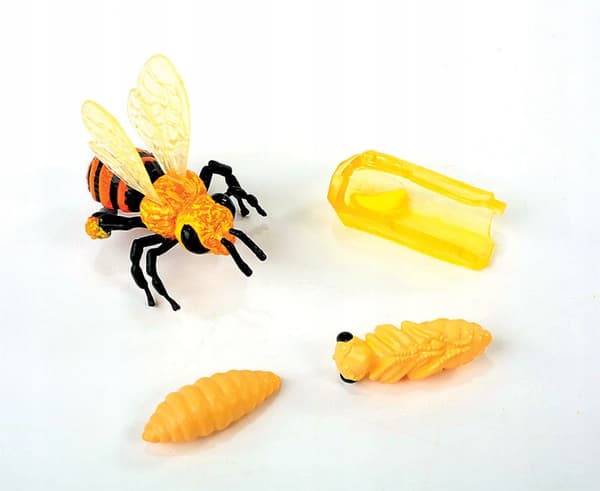 INSECT LORE educational bee life cycle figurine set for children