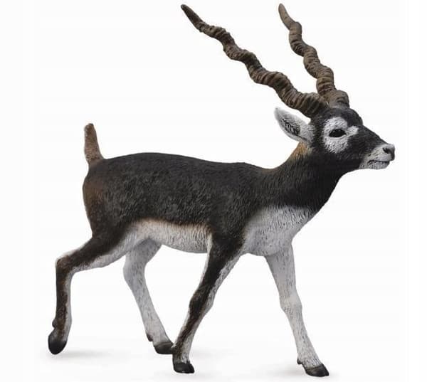 Blackbuck antelope L