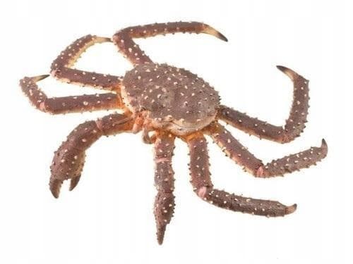 ROYAL CRAB, COLLECTA
