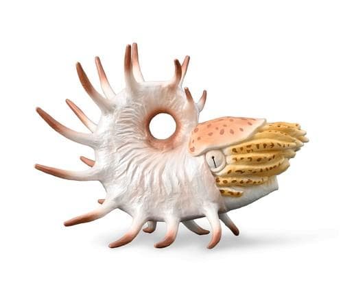 [FOR CHILDREN] COOPEROCERAS