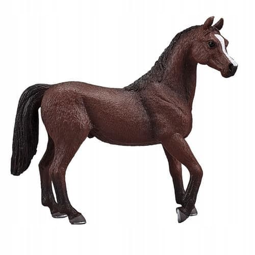 Mojo, a chestnut Arabian stallion