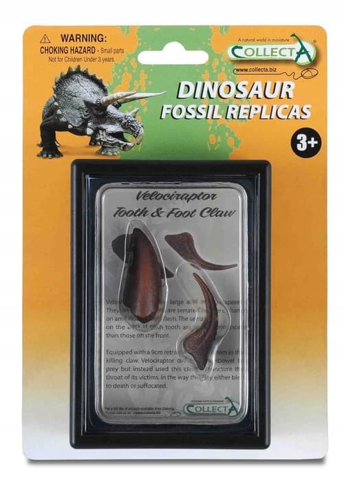 A Velociraptor’s tooth and claw.