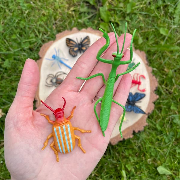 A large collection of insects