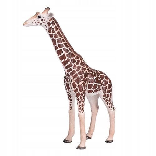 Mojo the male giraffe