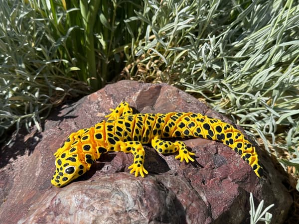 3D Leopard Gecko – a realistic segmented figurine, terrarium decoration